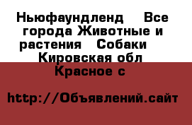 Ньюфаундленд  - Все города Животные и растения » Собаки   . Кировская обл.,Красное с.